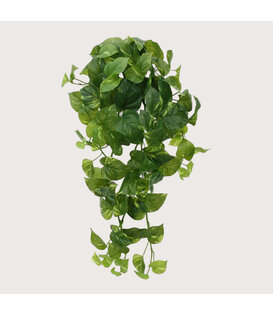 Scindapsus Hangplant Groen H80