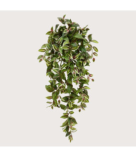 Tradescantia Hanging plant Green H100