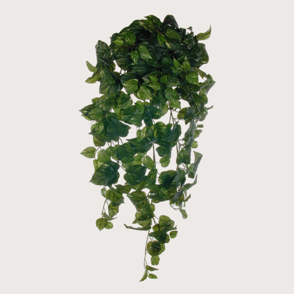 Hanging plant Pothos