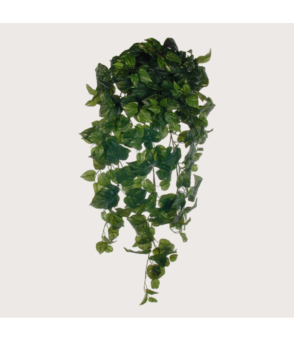 Hanging plant Pothos Green H100