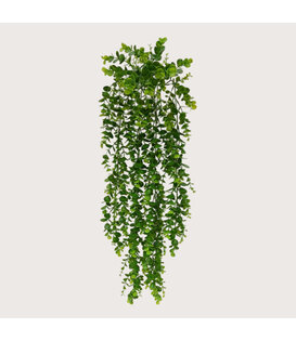 Eucalyptus Hanging Plant Green H70