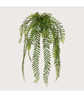 Columnea hanging plant green H65