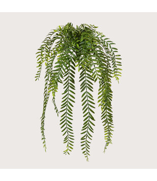 Columnea hanging plant green H65