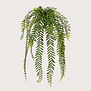 Columnea Hanging Plant Green H65