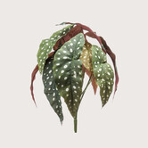 Begonia Branch Green H33 cm