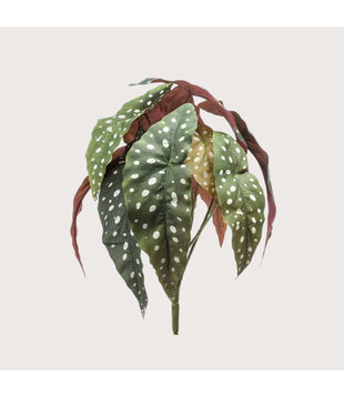 Begonia Branch Green H33