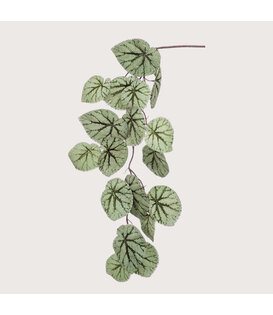 Begonia Hangplant Groen H110