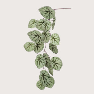 Begonia Hanging plant H110