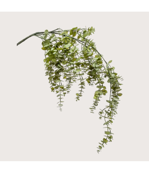 Eucalyptus Hangend Groen H120
