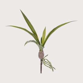 Orchidee blad Oncidium Groen H30