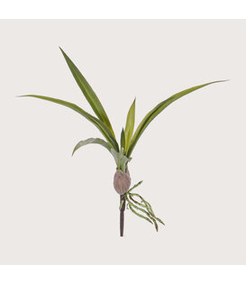 Orchidee blad Oncidium Groen H30