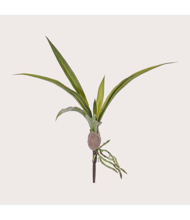 Orchidee blad Oncidium Groen H30