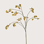 Lunaria Groen-Naturel H136