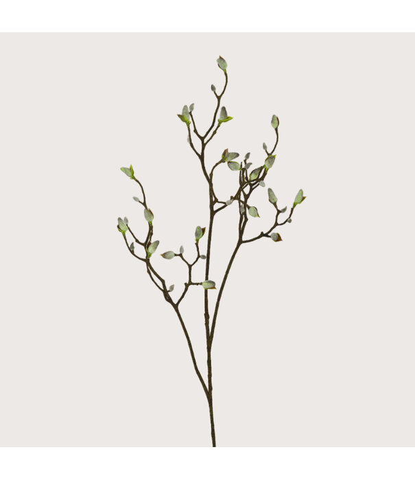 Magnolia Tak Met Knoppen Wit H123