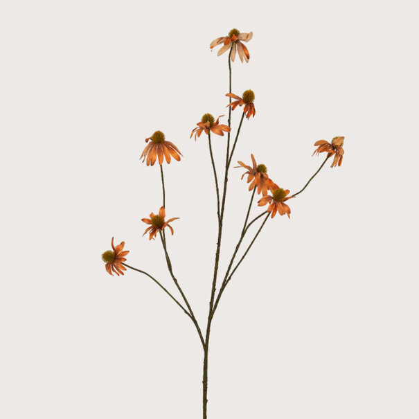 Echinacea Oranje H123