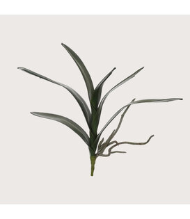 Orchid leaf Cymbidium Green H36