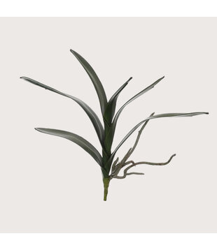 Orchid leaf Cymbidium Green H36