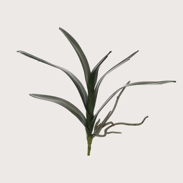 Orchid leaf Cymbidium Green H36