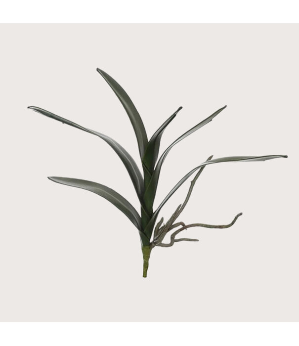 Orchidee blad Cymbidium Groen H36