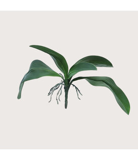 Orchid leaf with roots Green H35