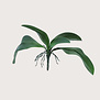 Orchid leaf Whiteh roots Green H35