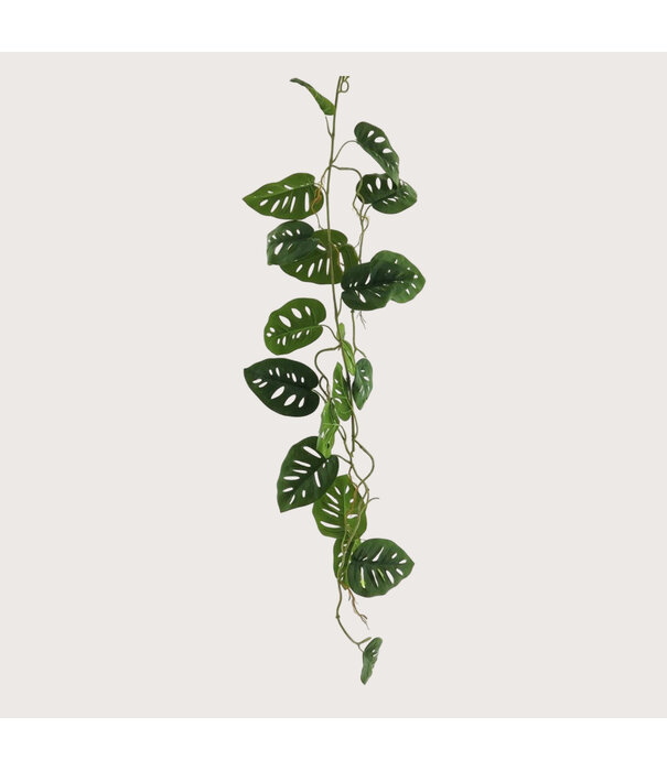 Hangplant Monstera Guirlande Groen H120