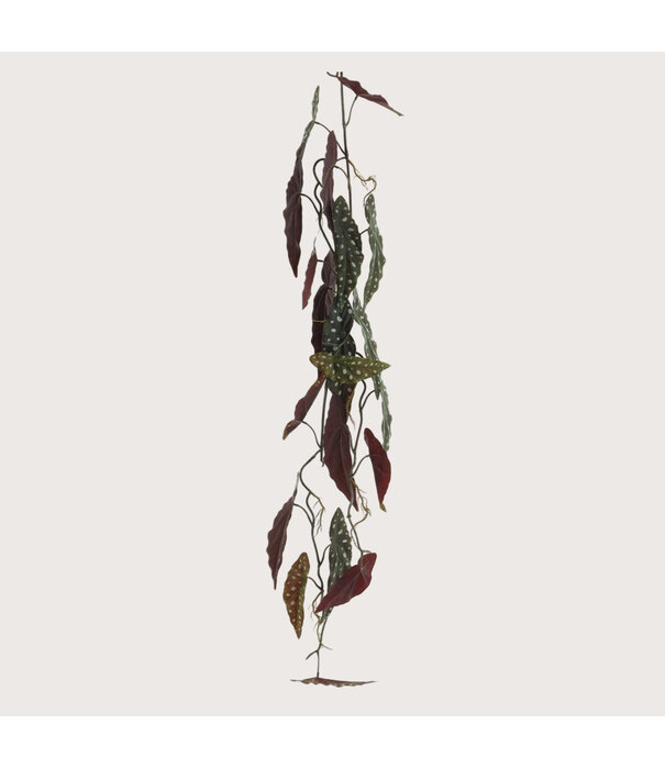 Hanging plant Begonia Garland Green H105