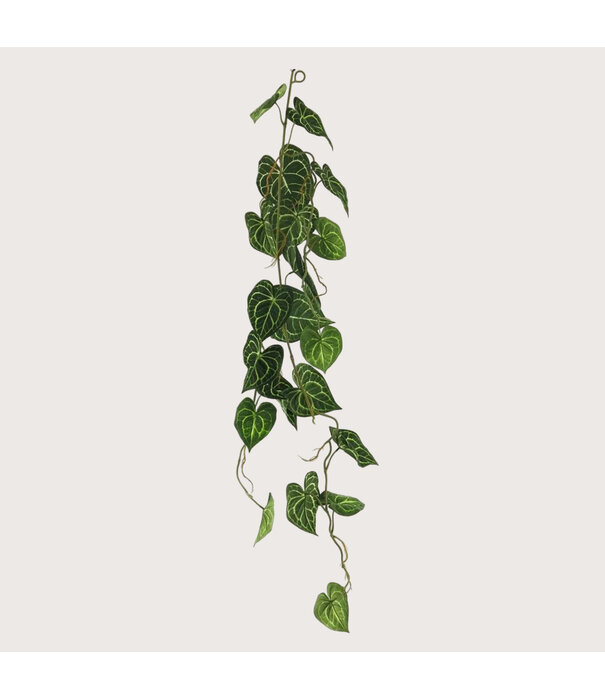 Scindapsus garland Green H109