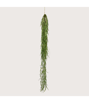 Sprengeri Hanging plant Green H94