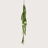 Cactus Hanging Plant Green H100