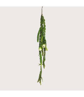 Cactus hanging plant green H100