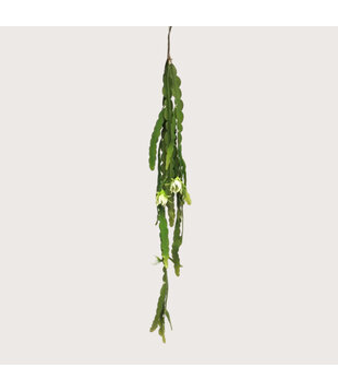 Cactus hanging plant green H100