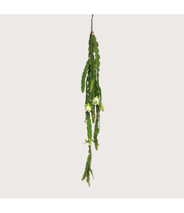 Cactus hanging plant green H100