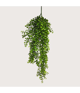 Hangplant Eucalyptus Pelaea Groen H88