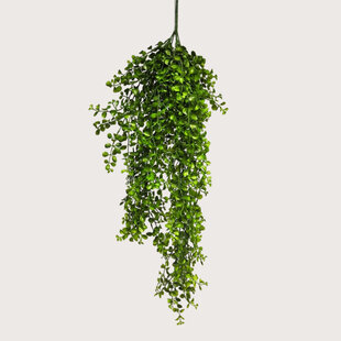 Hanging plant Eucalyptus Pelaea Green H88