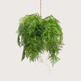 Fern Hanging Plant Green D60