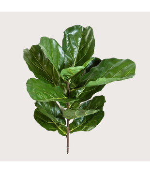 Lyrata Steker Groen H77