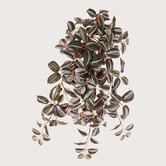 Tradescantia Zebrana FR (Brandvertragend)