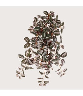 Tradescantia Zebrana FR H55 (Brandvertragend)