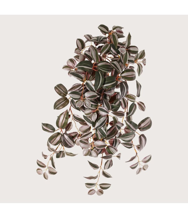 Tradescantia Zebrana FR H55 (Brandvertragend)