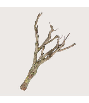 Lilac branch L H+/- 80