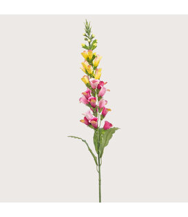 Digitalis Pink/Yellow H97