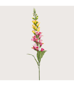 Digitalis Pink/Yellow H97