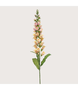 Digitalis Perzik H97