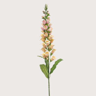 Digitalis Perzik H97