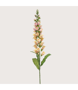 Digitalis Peach H97