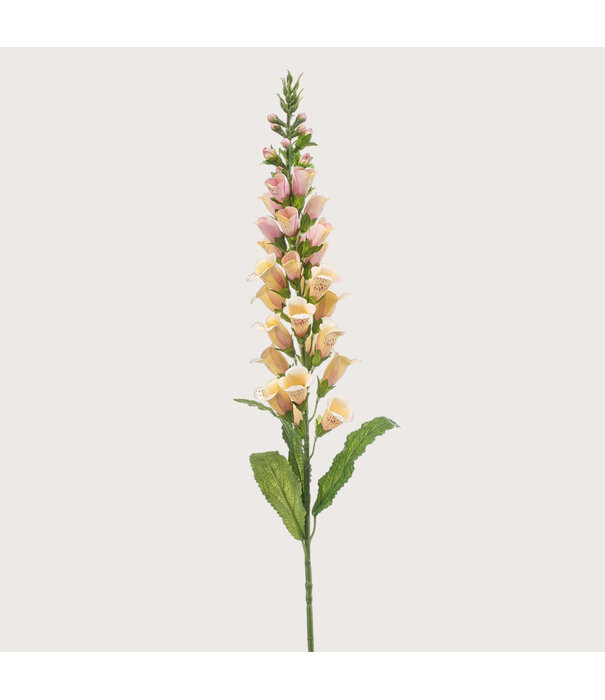 Digitalis Peach H97