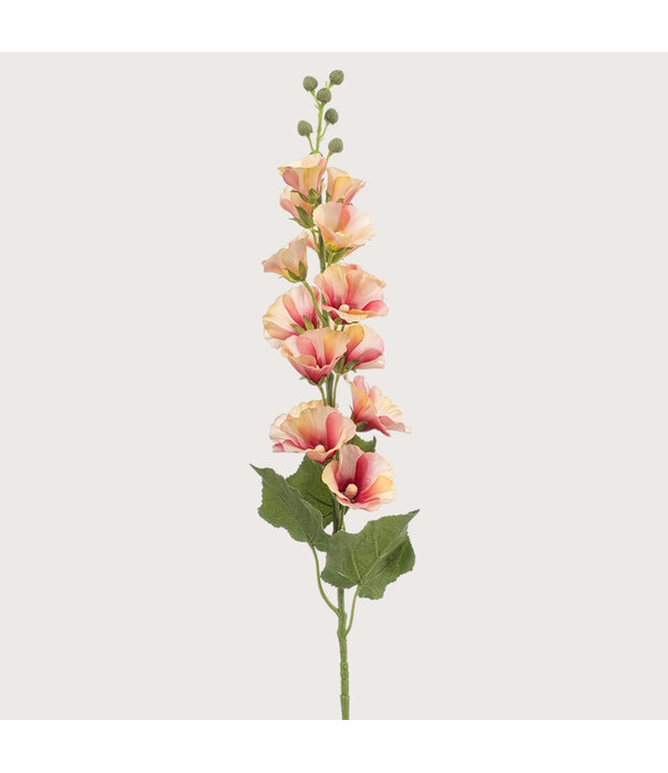 Hollyhock Peach H105