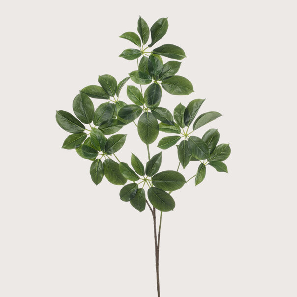 Schefflera Tak Groen H110