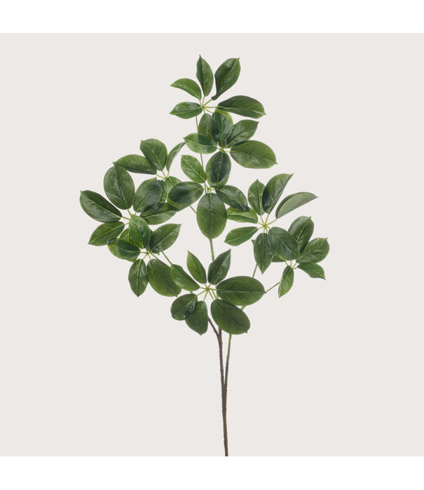 Schefflera Branch Green H110